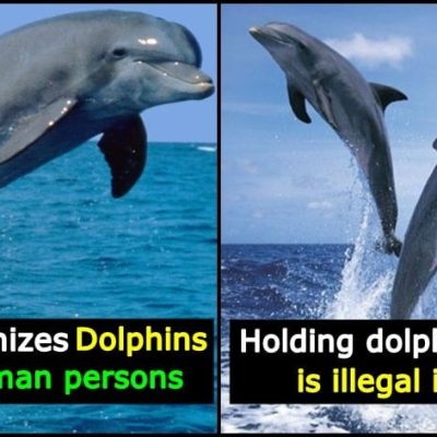 India has given dolphins animal rights