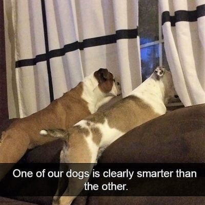 Picture of one smart dog and one not so smart