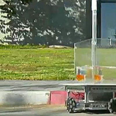 Fish can navigate on land