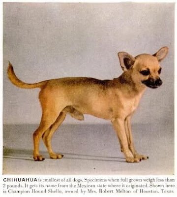 1949 Chihuahua