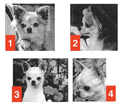 AKC illustrated standard showing all correct head shapes