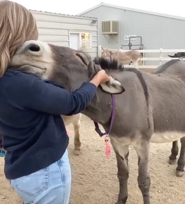 Donkey enjoys his ears being rubbed and smiles