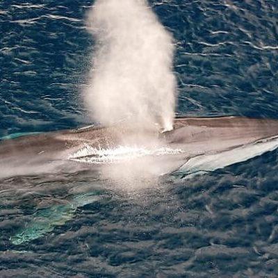 Fin whale