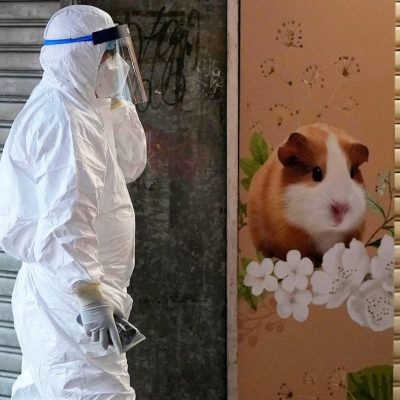 Hong Kong hamster cull