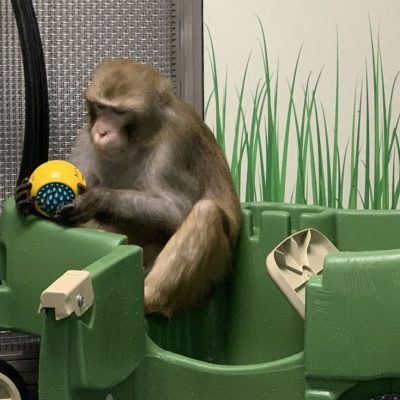 Neuralink accused of abusing monkeys in animal testing experiments