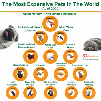The most expensive pets in the world infographic