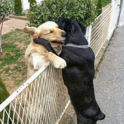 Can dogs make friends with other dogs?