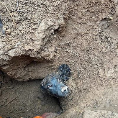 Cocker spaniel, Winston. trapped in empty badger set