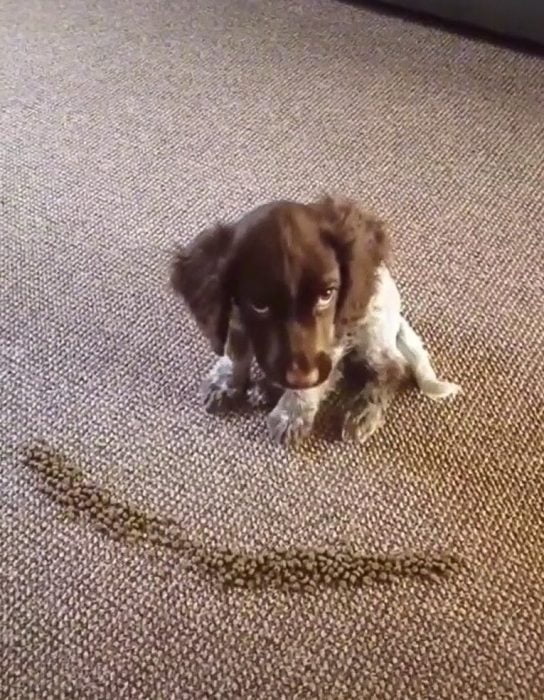 Cute puppy waits patiently for the signal to eat his food