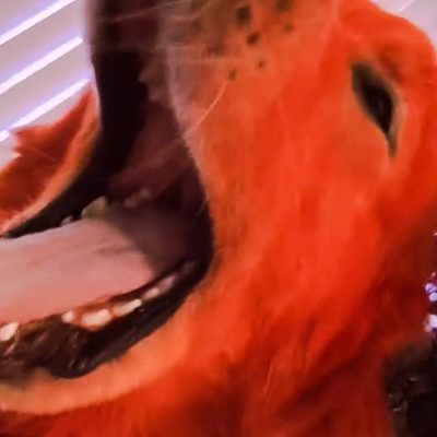 Dye your dog red? Pros and cons.