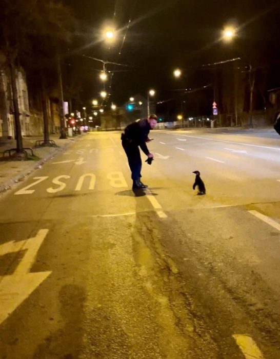 Penguin escapes Budapest Zoo and walks down main road at night