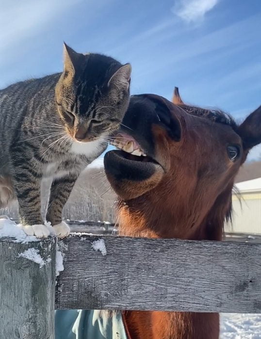 Cat and horse nuzzle each other