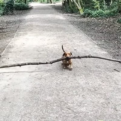 Why do dogs like to carry big sticks?