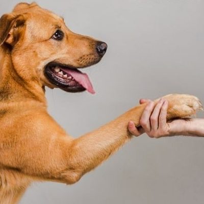 Why some dogs dislike strangers more than others