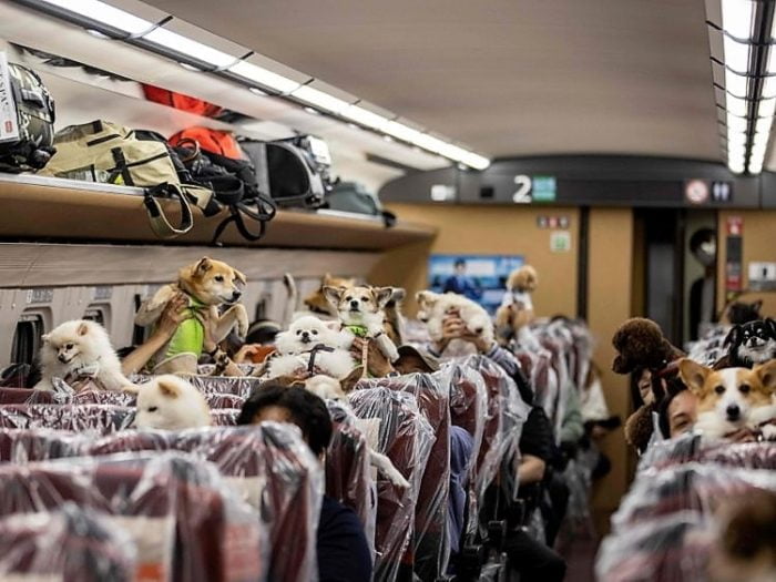 Dogs given freedom to travel in the carriage out of their carriers on the bullet train