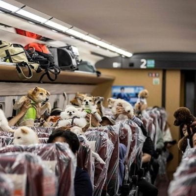 Dogs given freedom to travel in the carriage out of their carriers on the bullet train