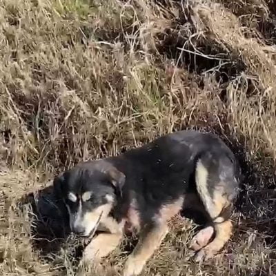 His dog buddy stayed with him to attract human help. It worked and both are now in a foster home ready to be adopted as a couple
