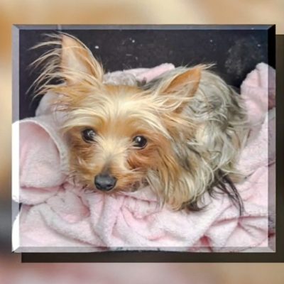 One of the puppies that died