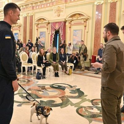 Patron a Jack Russell receives award from Ukraine president for his mine sniffing duties