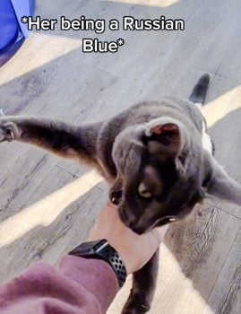 Russian Blue cat becomes riled when told about Russia's invasion of Ukraine