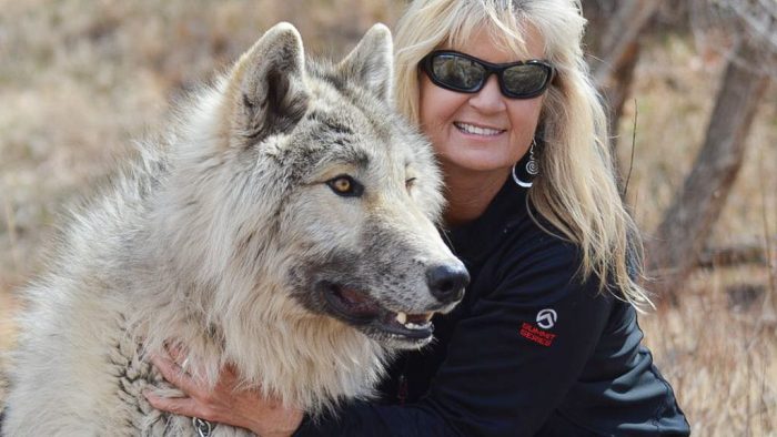 Peggy Jehly has been working with wolves and wolf dogs for a number of years.