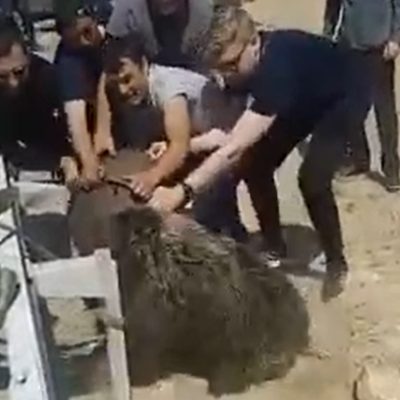 4 guys wrench a large metal container from the head of a bear