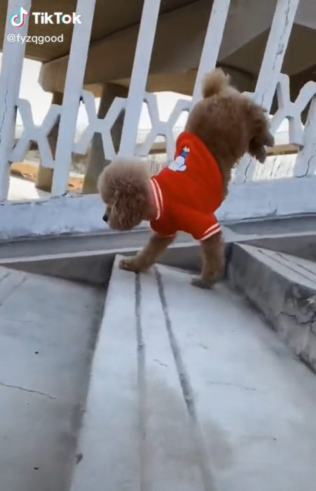 Dog does foreleg, walking handstand climbing stairs backwards