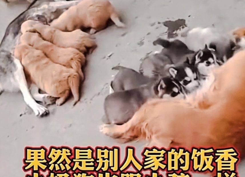 dog behaviour Animalhuman relationship