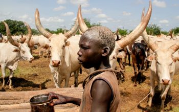 Sudanese cows and boy