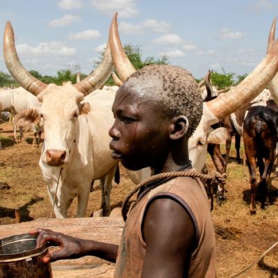 Sudanese cows and boy