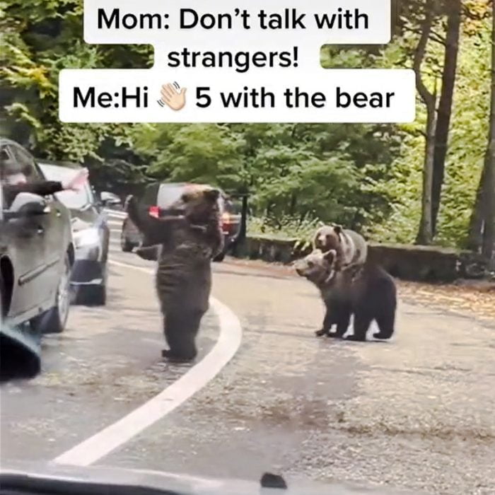 Bear high-fives a motorist which looks cute but it is dangerous for both the motorist and ultimately for the bear