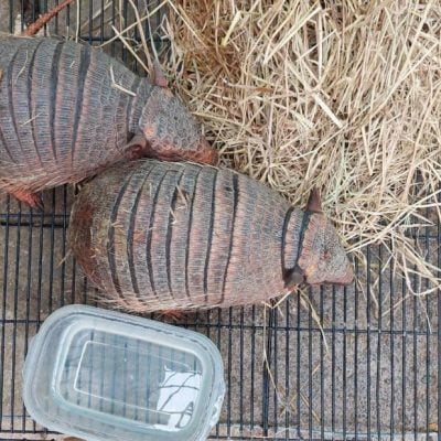 Two armadillos found in airport luggage
