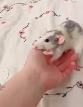 Did my rat really just drag me closer so she could give me a kiss and climb my arm?