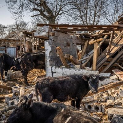 300,000 animals killed by Russia in Ukraine