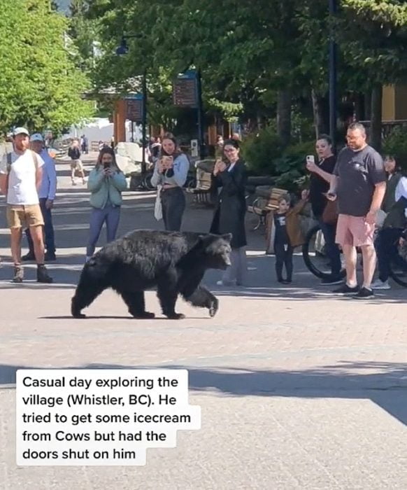 Black bear wanders down the street in Whistler British Columbia well pedestrians look on