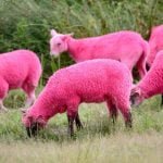 Pink sheep at the Lattitude Festival