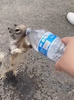 Squirrel begs tourists for water under drought conditions