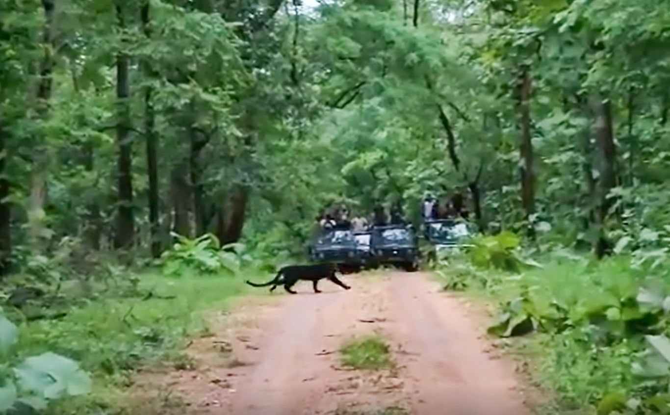 Black panther in Pench Tiger Reserve