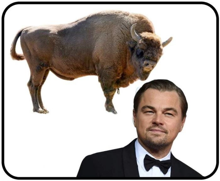 Di Caprio supports rewilding of bison into England