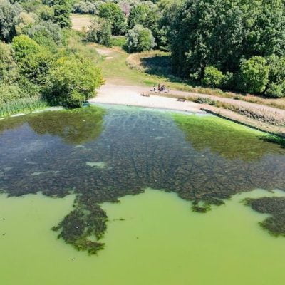 Lake Windermere choked with blue-green algae