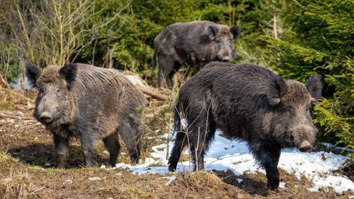 Wild boar UK