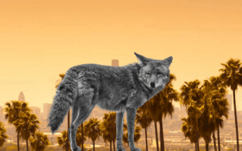 LA County coyote, a resourceful urban predator