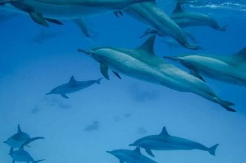 Dolphins see greater gains with mates