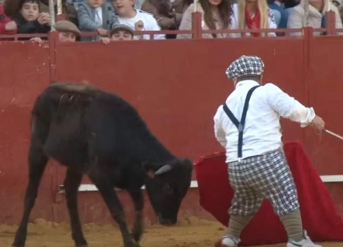 Dwarf bullfighting