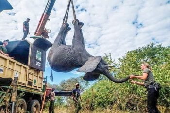 Relocation of animals from draught hit Savé Valley Conservancy to new homes on Zambezi River in Zimbabwe's far north the Sapi Reserve