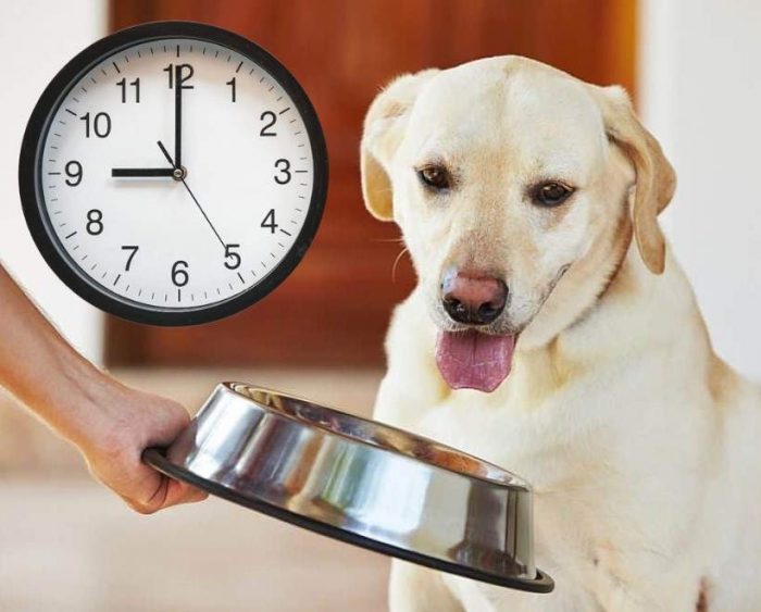 How often should dogs be feed