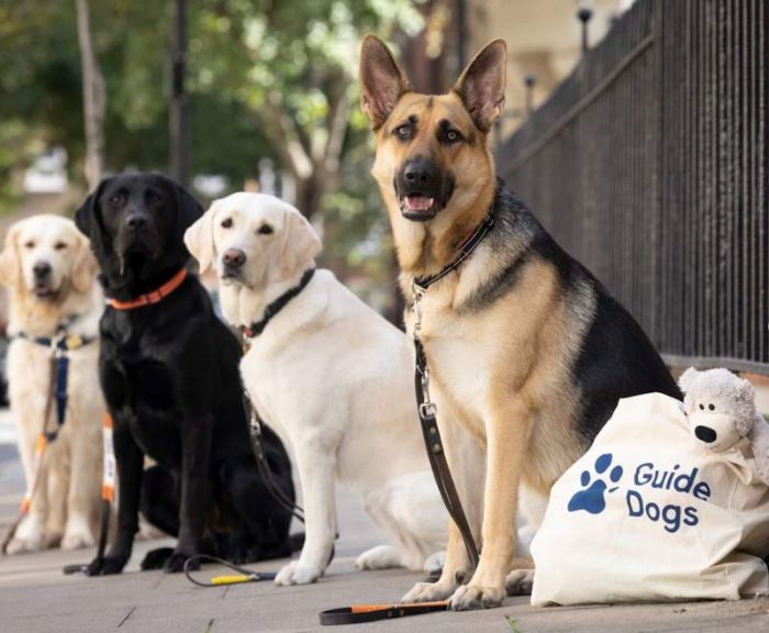 Trainee guide dogs Ron, Eve, Atlas and Fordi from the London office are super prepared!