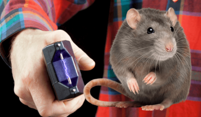 Man bought Taser to zap rats and found out that it was a crime
