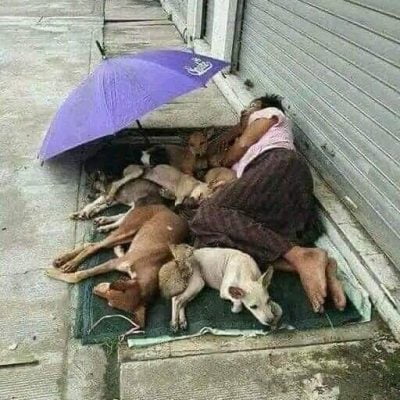 Big-hearted homeless man comforts stray dogs and one cat
