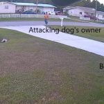 Dog attack on boy. German Shepherd protects boy